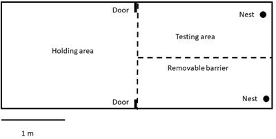 Avian Egg Timers: Female Cowbirds Judge Past, Present, and Future When Making Nest Parasitism Decisions